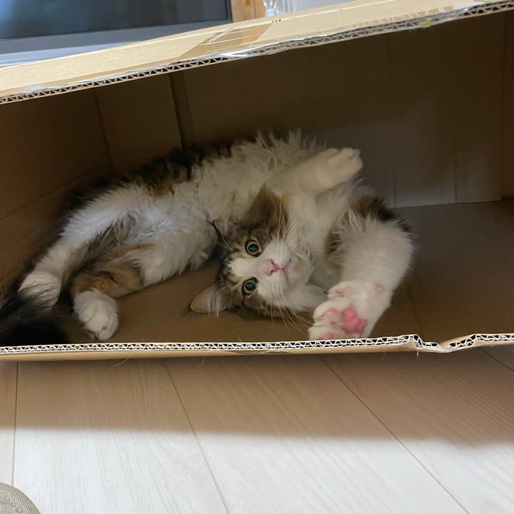 42419451 9fe4 43cc b6ef 7fd55860dc66 1669027304626