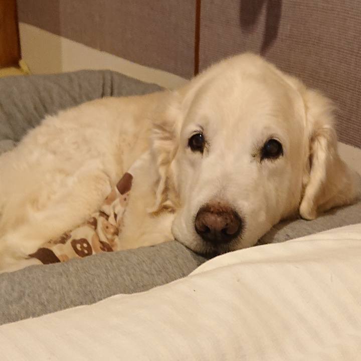 4243fe3a 0a51 4239 bd26 5de8ba950f9e 1587650564436