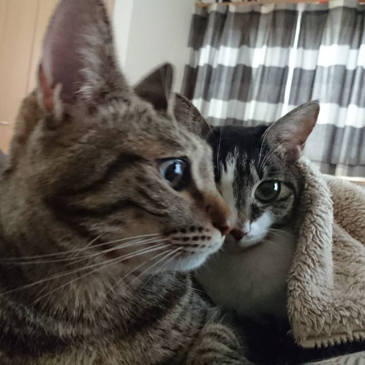 4245b2e3 20ca 4484 96a7 de6ddb39bd02 1508604720780