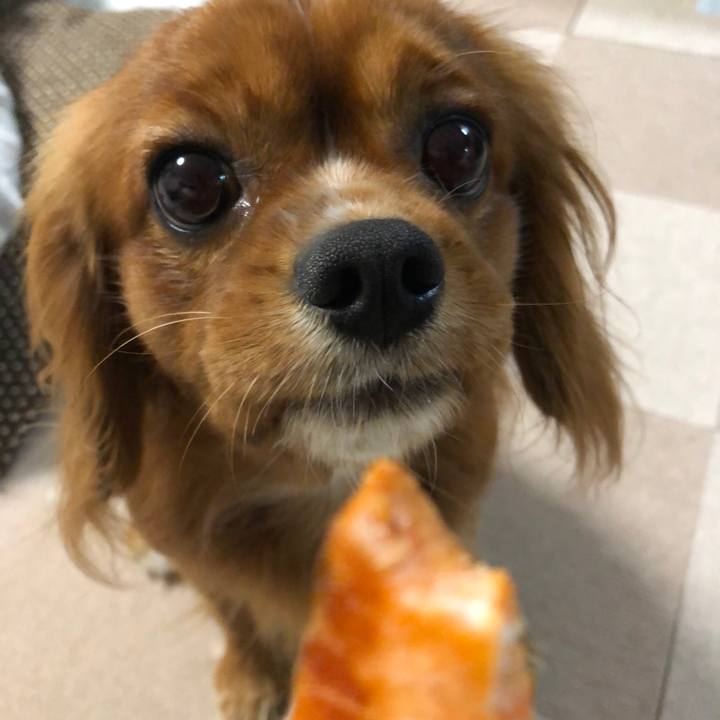 424c0cee 31fc 441f add4 15a158f23e80 1543668339413