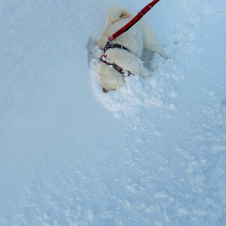 424e8552 7e60 4530 b0d7 a0d99c83a550 1770415979218