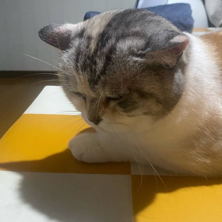 424ee3ed de65 461e bea0 98772ed1c1f7 1749668340220