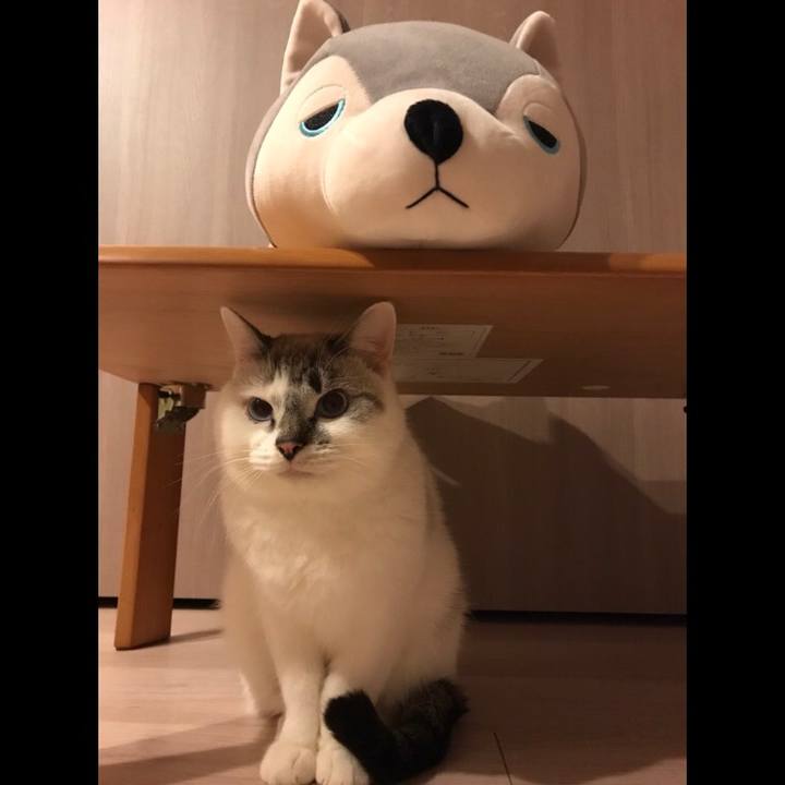 424f23c8 1d75 4491 b2f9 0f57ffd8d4df 1514334856409