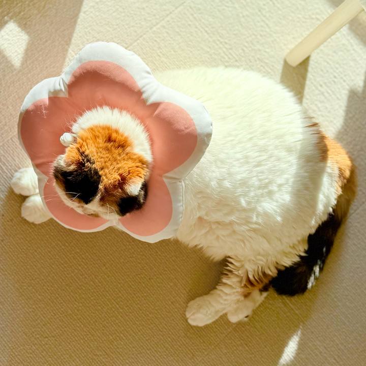 424f2e3a 94ad 4580 bffd 16878c4dd42a 1738541788322