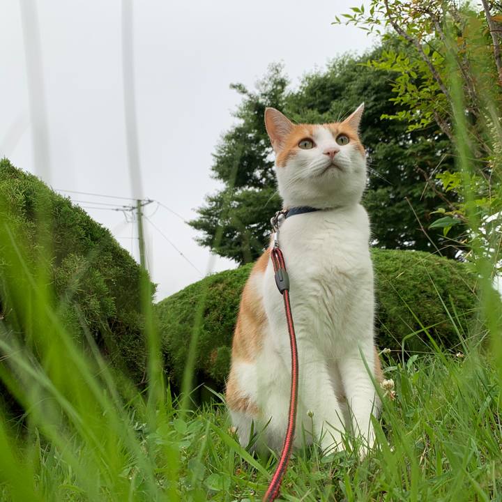 424f37e3 d2f1 4fc1 bc74 59c816725d4c 1594018133957