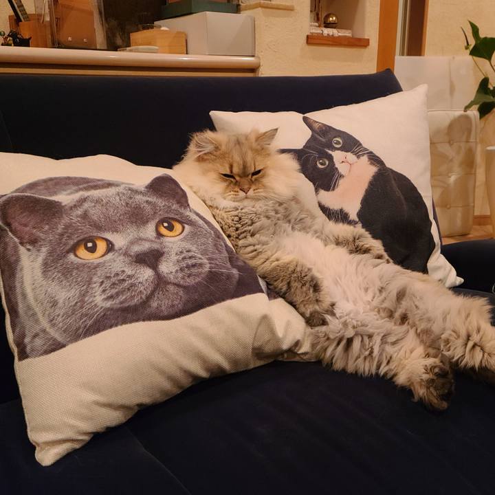 424f4e2f 1b81 4456 87a2 e703ed56a5e3 1605620328181