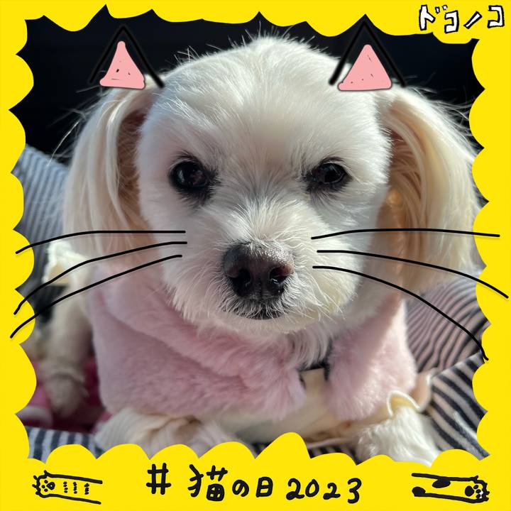 42509362 c372 4528 8692 50741716091a 1677037617375