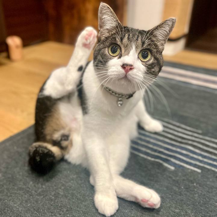 4257095c b645 4b00 ab4a 3b90f76035c3 1763551567567