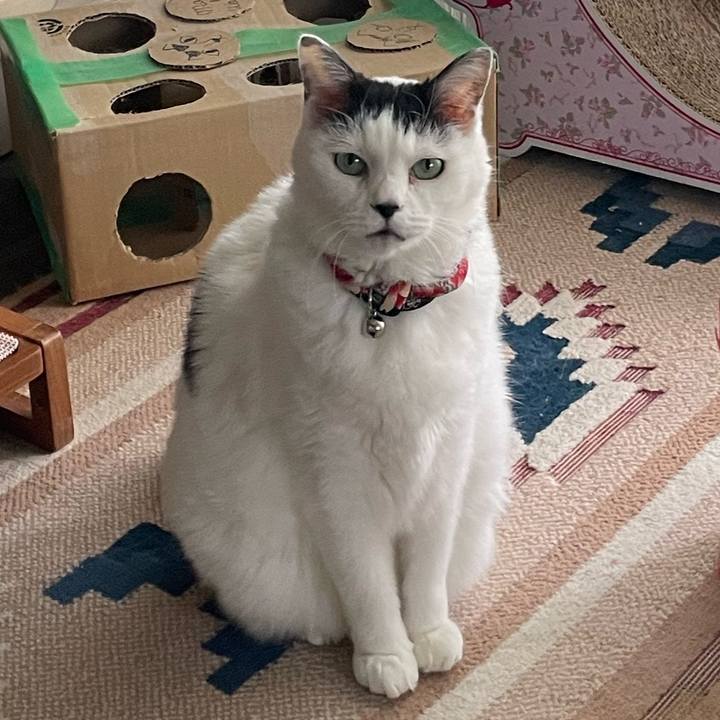 4257cf53 0874 42bb b874 1a65a9cc2298 1763592503006