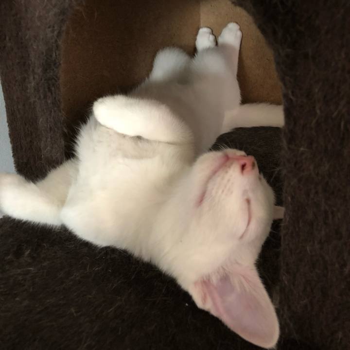 425a6e14 5344 4732 8a83 dd0d0bcbf8bf 1535698206533