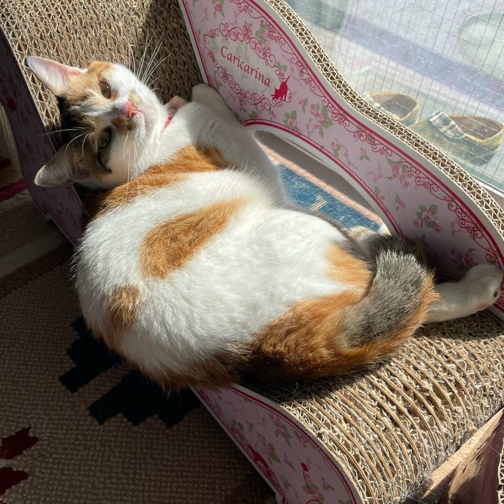 425a81fb 381a 41bf a8e0 676fd6d3edc5 1626933404112