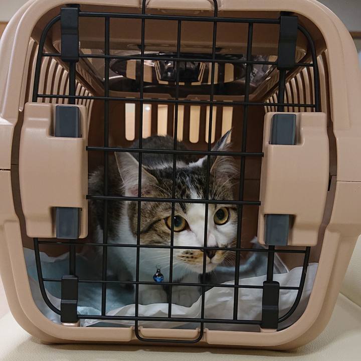 425b297c 292f 436d b265 f58e4f01a461 1553508163244