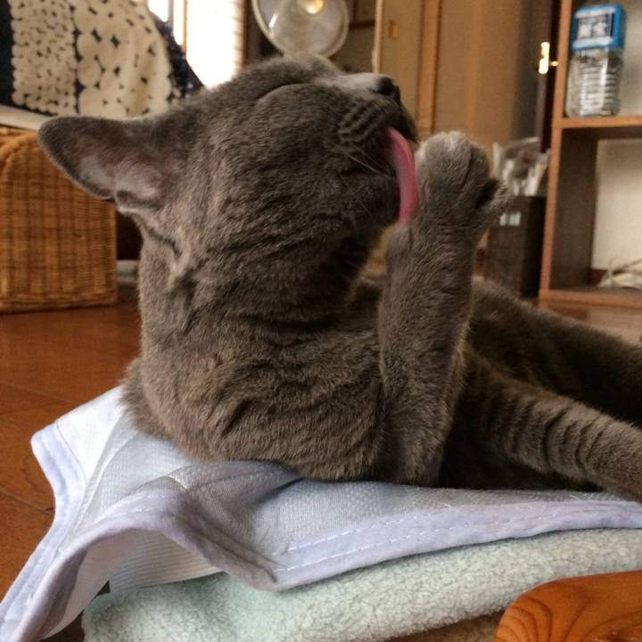 425bcbcf 9082 4caf 8b2f 8eaa990036a5 1528578472606