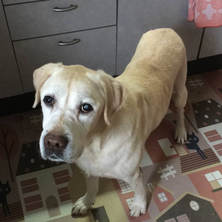 425ea3b3 13b1 4122 8ace c3c72905aea0 1515464905768