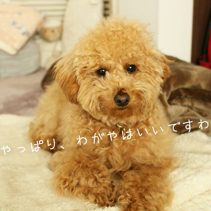 425f970a 9fe4 4314 a5dd dce8822caadc 1511315266407