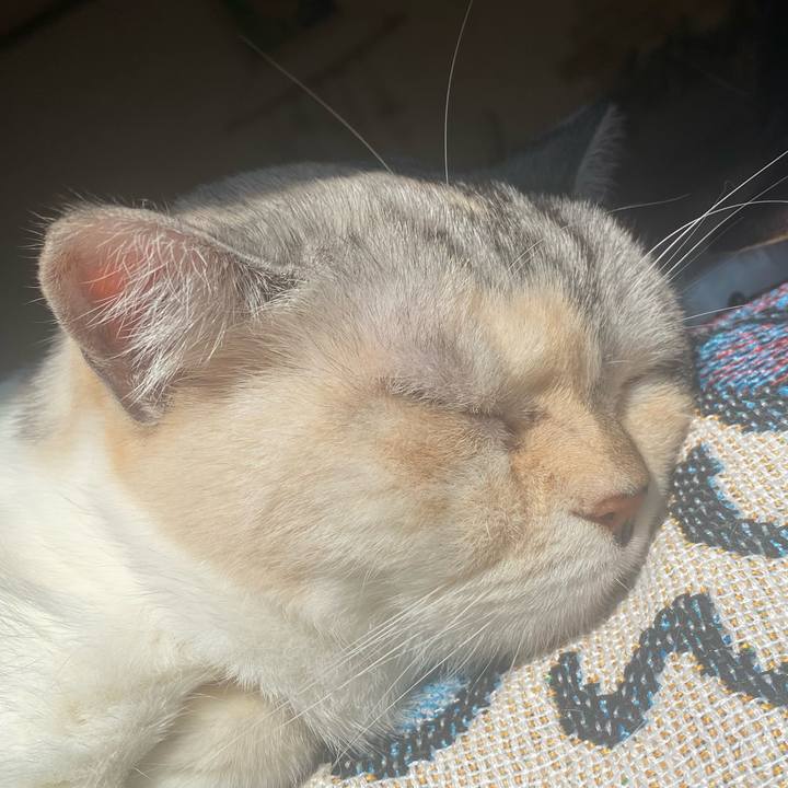 425fe6a6 3cfa 4653 a40f 7845cdf00954 1732933819837