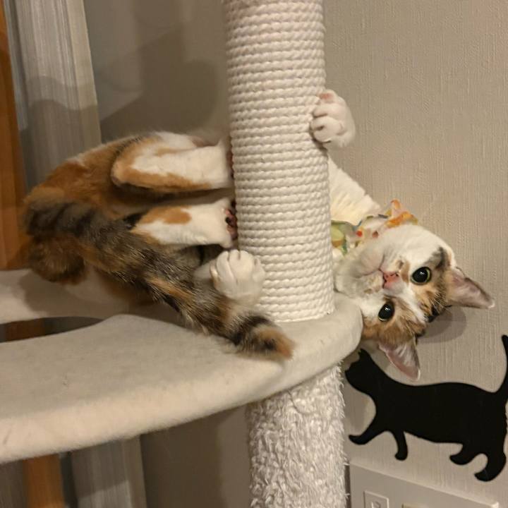 42623428 e38f 4600 a85c 868a204a21bd 1773790668820