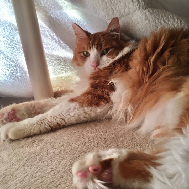 42627984 4843 4870 8248 37c85971086f 1573177283501