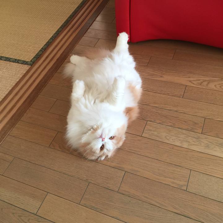 4262bdcb 635f 4f7c bf1f 4502ee162da0 1518130355567