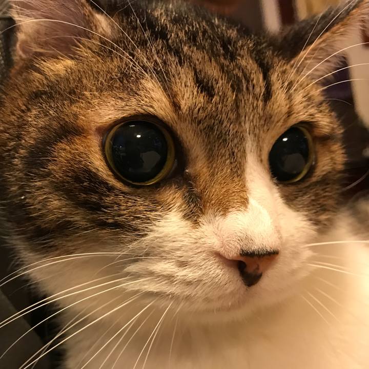 42630262 a6c9 4da4 b68c 3c872e328b76 1540225410567