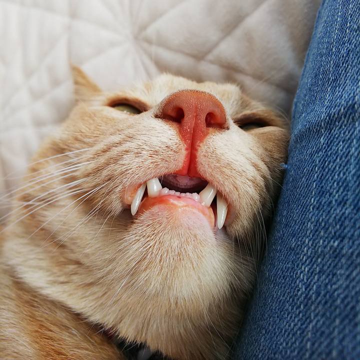 4267b80f 1b12 48a4 bac0 af1686e29138 1595729361099