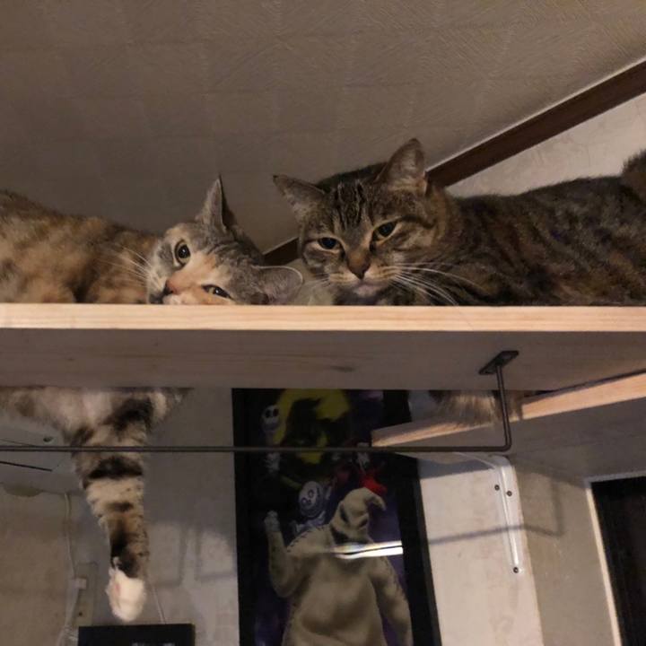 42688df6 66d6 4197 81cd e351d728ac4d 1596422545149