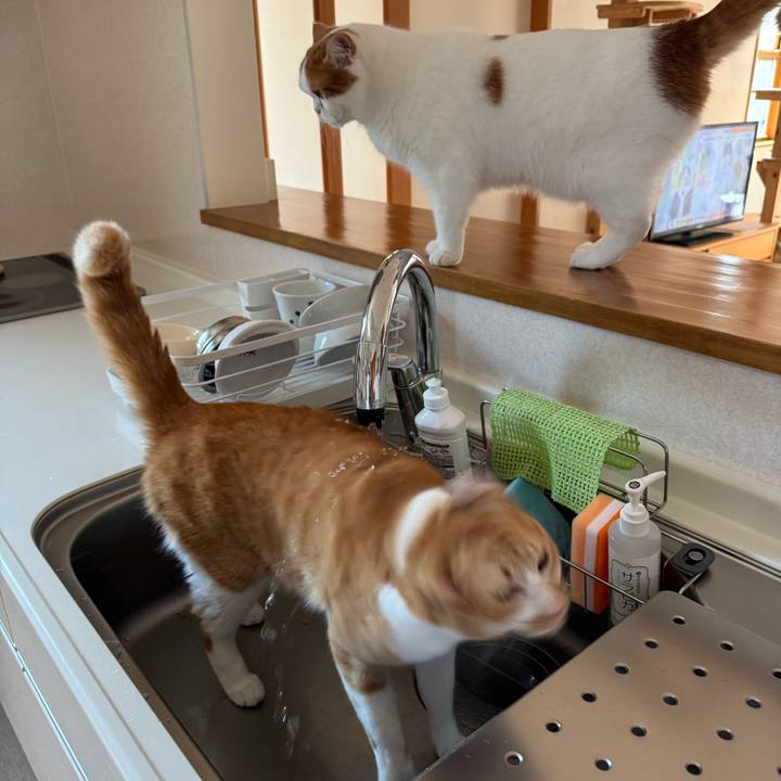 426affa9 cebe 4038 af52 0730f98900b1 1775182976419