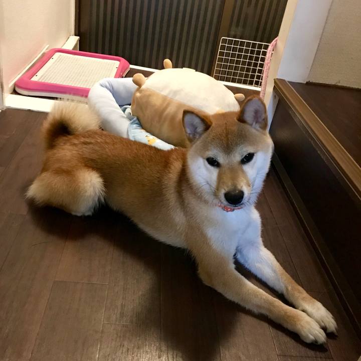 426bdd22 6625 4a94 8686 e674a4ad022d 1527344826363