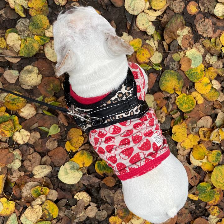 426c1c05 870b 43ba b821 4da067af32e0 1731732660361