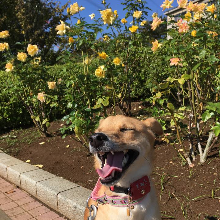 426d3ffe dc75 46c9 8a1f 6a586bd4b081 1508304388142