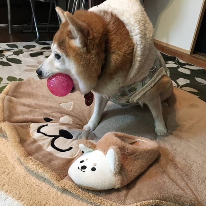 426e29e6 734d 439a af05 cbb98a54b12f 1544840644635