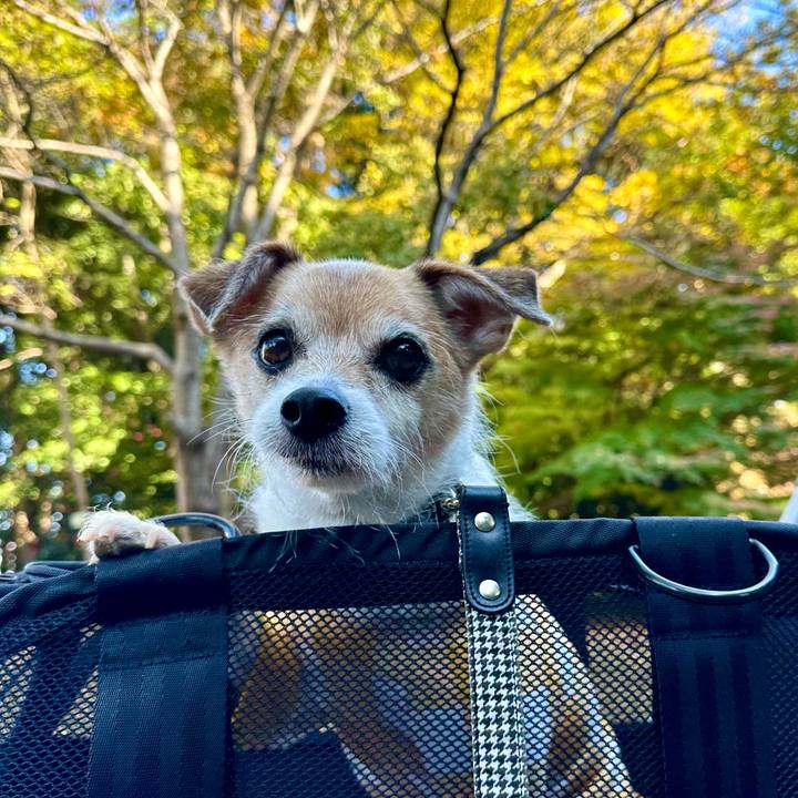 426e6619 ae10 4b17 b4d8 f2908f248bf8 1668840910095