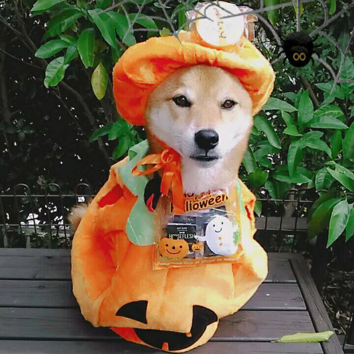 426f4cd2 2c5f 41d8 a0a5 7f17dfc8bee2 1572490096060