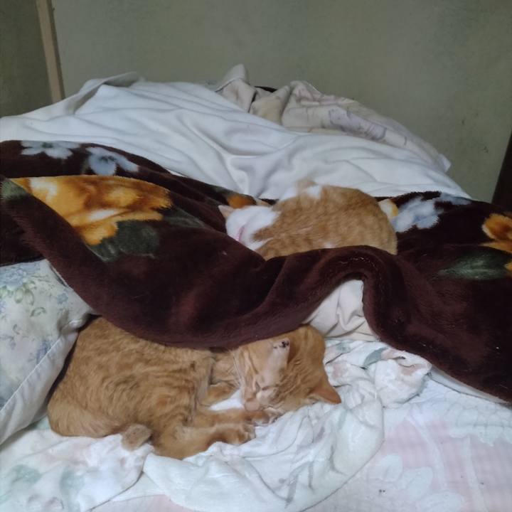 426fc31b d373 4085 99cf 2187b012cca7 1742966731833