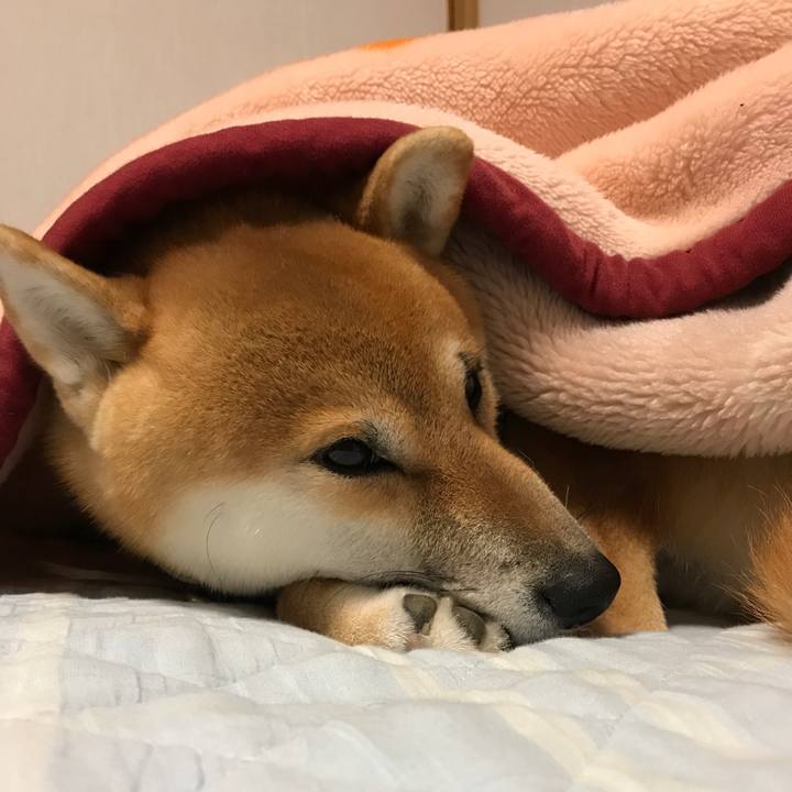 4270d7b7 9d3e 4bc0 9d77 a30870534ada 1543033546138