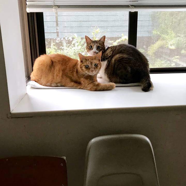 42718572 92c9 4613 a04c 8e2312bea748 1533705424390