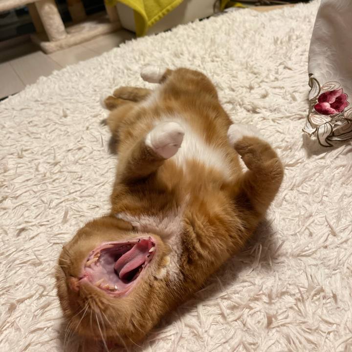 4271f35a 4f60 4a55 adee 5223a7469d3c 1663408864864