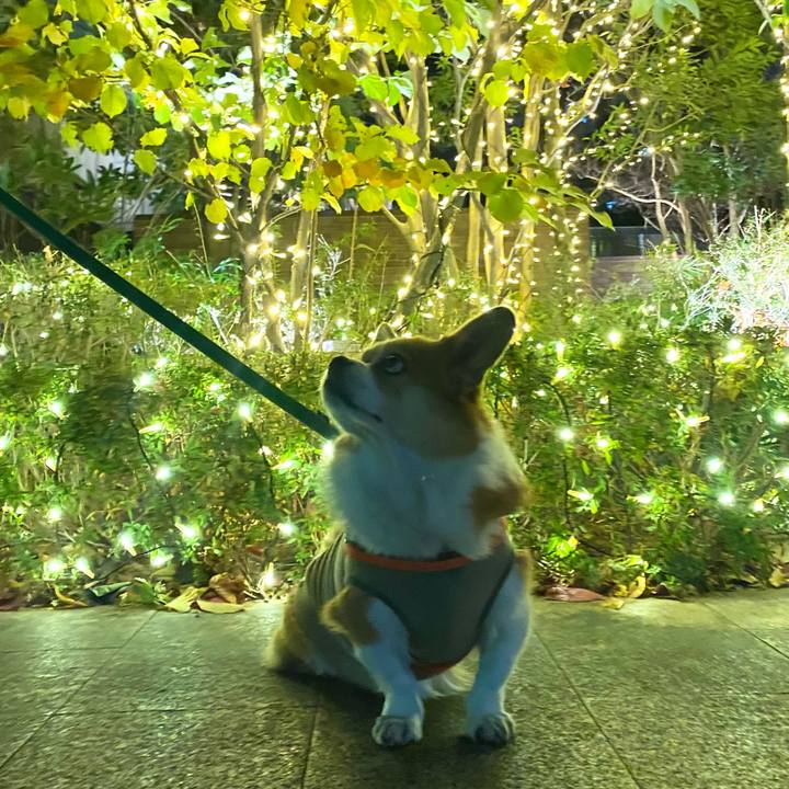 427308d4 ff4a 4c57 9c40 5ffb1d194020 1733655165834