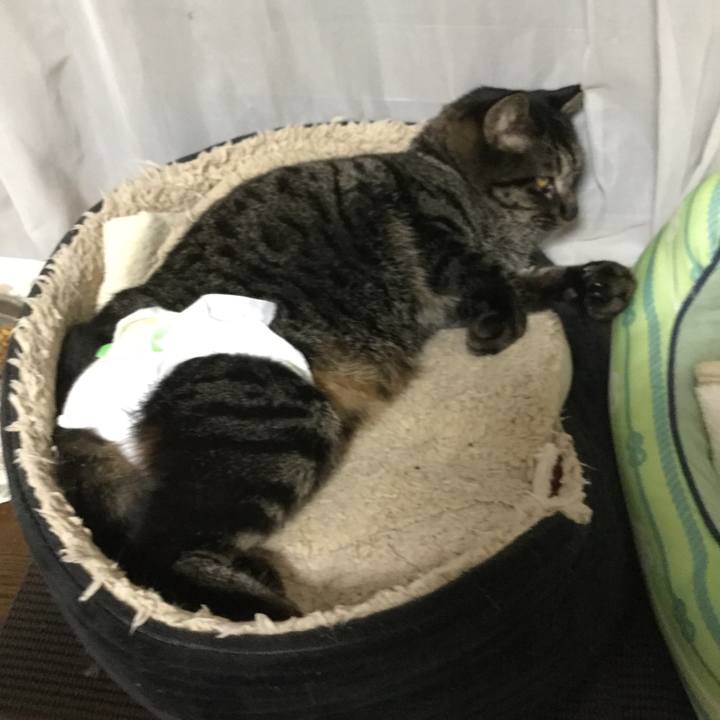 42736448 33b2 4006 bbb8 a0c172d7c003 1585039558202