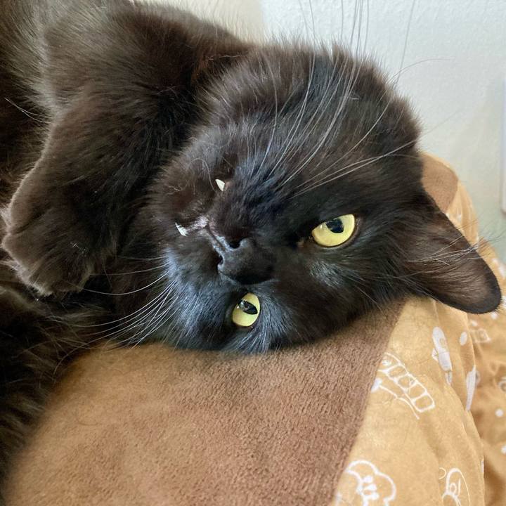 42776e80 4afe 435a 91ce 409990efafce 1761529994479