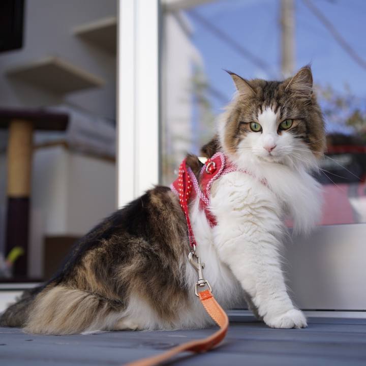 427a16d0 4db5 47a8 80ca ce4e40935ccb 1588913098916