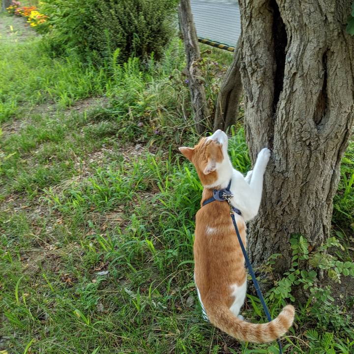 427cac5b 0fe2 4ce1 9039 d36c4ae4661a 1564717892748