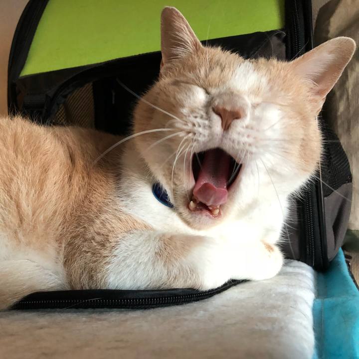 427cadc1 91f9 4e7b 87b6 ad6e4fe7e4ed 1526723044074