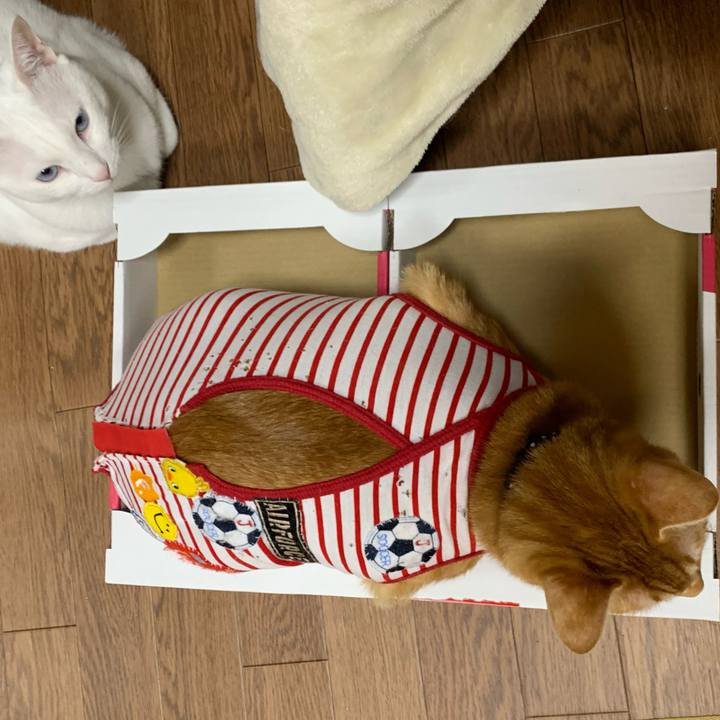 4280f623 74a9 4772 bf1e 6cb8f4bdf751 1580984650351