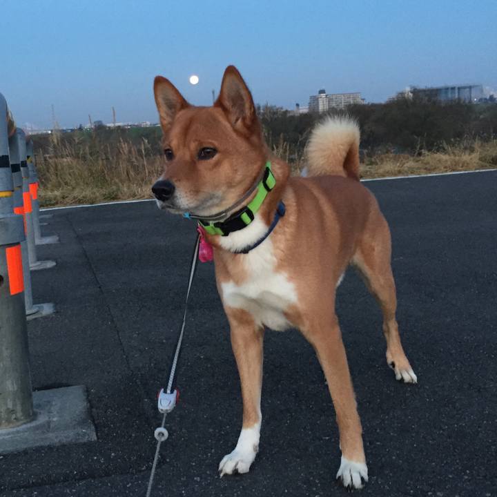 4281a129 66a0 4e24 9b6f 0f6d73f001bc 1512508805173