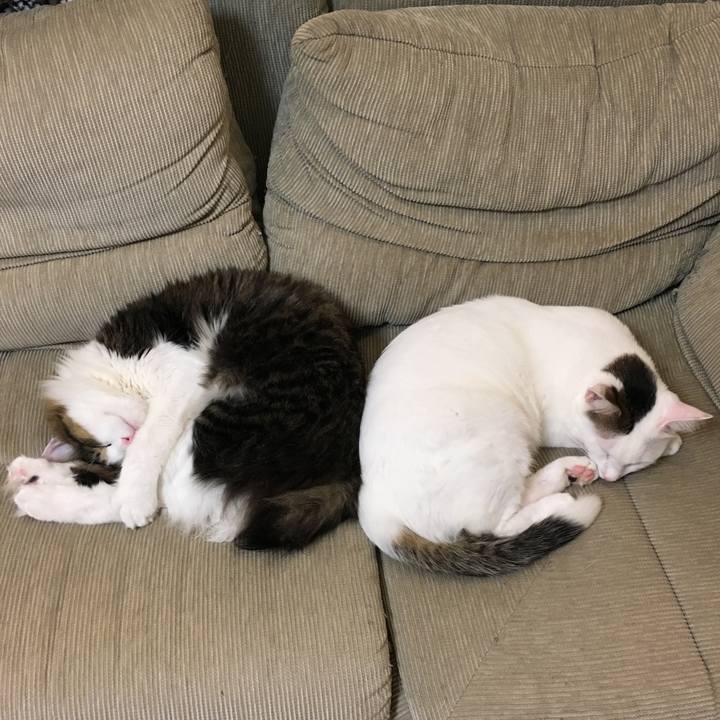 4281f723 88ff 4201 b927 4bbabfb4757b 1510023426580