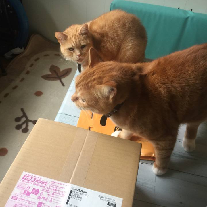 4282c2c2 7e3f 414c 9411 a5393455e740 1553309339165