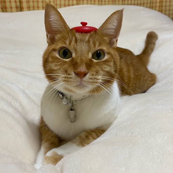 42840831 a45e 4283 b34a 63c767954df7 1669216008929