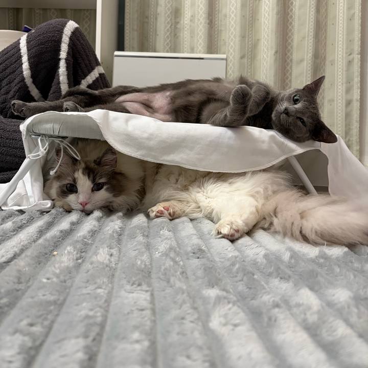 42879a21 b8b0 4e35 93ef 2c8cad195225 1771250423319