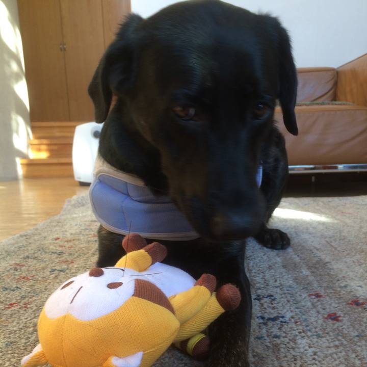 4288a624 9f4a 4d35 bf75 ae39359a678b 1514935332195